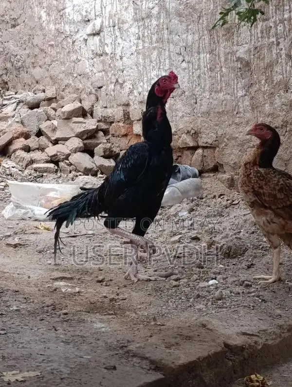 Pure Aseel Rooster Chicks from Mianwali Poultry Breed