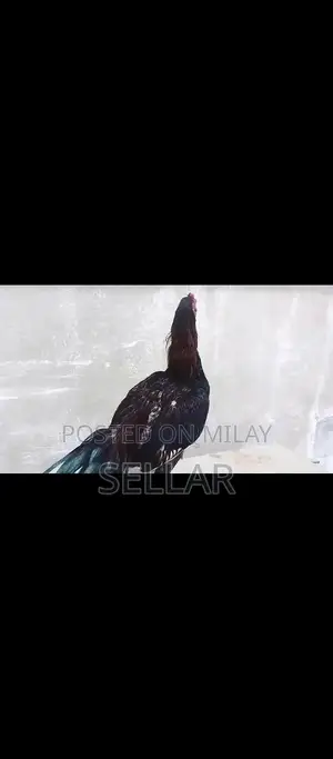 Healthy Aseel Rooster - Premium Breed for Poultry Enthusiasts
