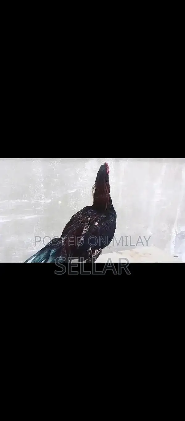 Healthy Aseel Rooster - Premium Breed for Poultry Enthusiasts