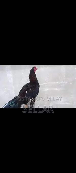 Healthy Aseel Rooster - Premium Breed for Poultry Enthusiasts