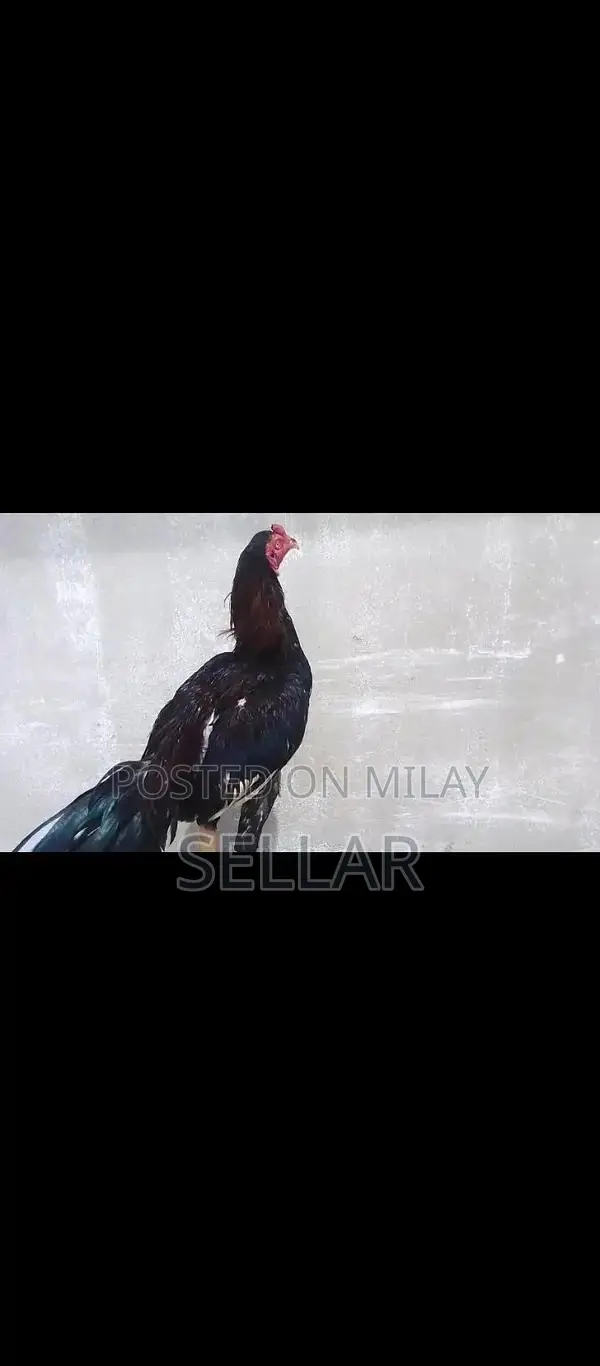 Healthy Aseel Rooster - Premium Breed for Poultry Enthusiasts