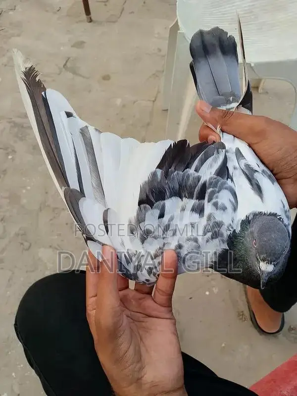 High flying  guaranteed male