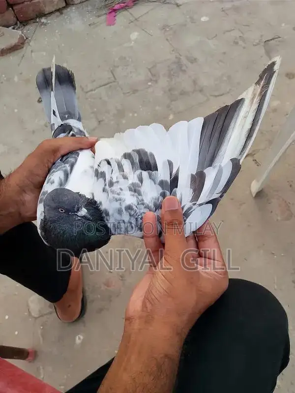 High flying  guaranteed male