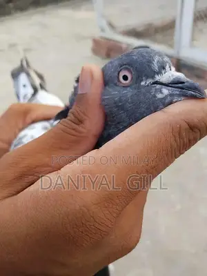 High flying  guaranteed male