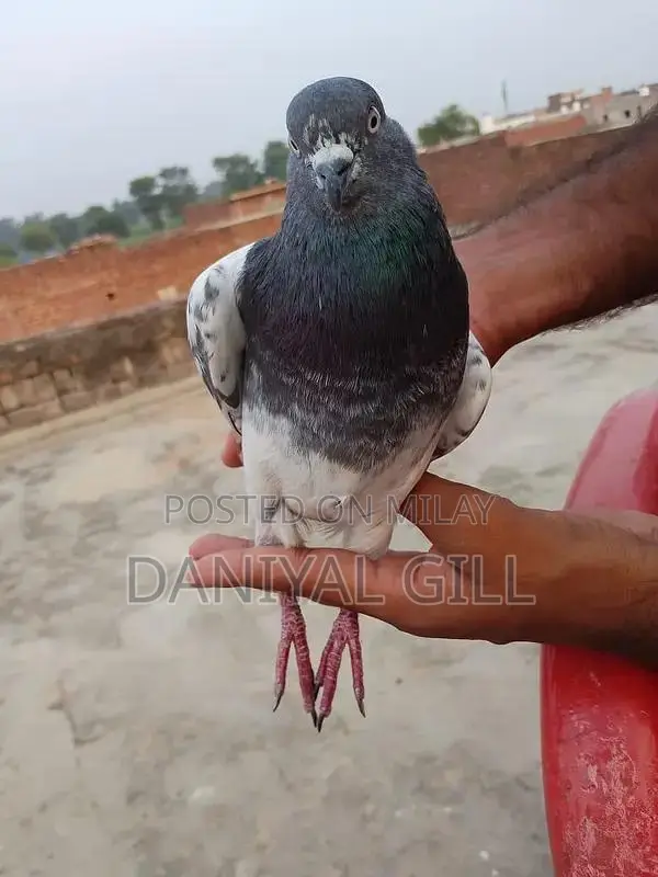 High flying  guaranteed male