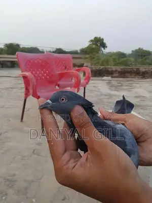 High flying  guaranteed male