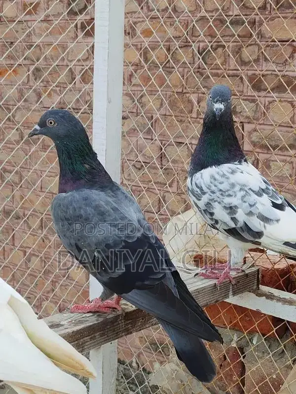 High flying  guaranteed male