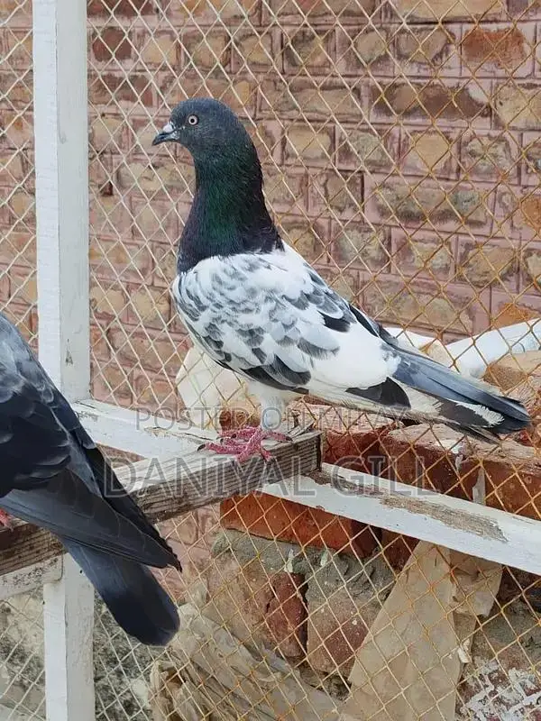 High flying  guaranteed male