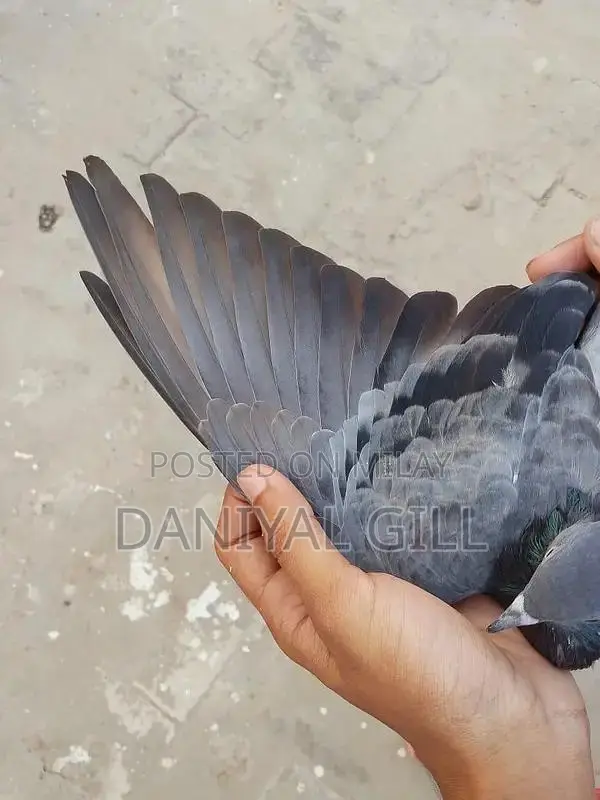 High flying  guaranteed male