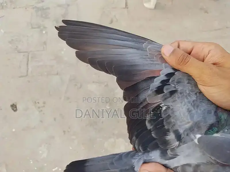 High flying  guaranteed male