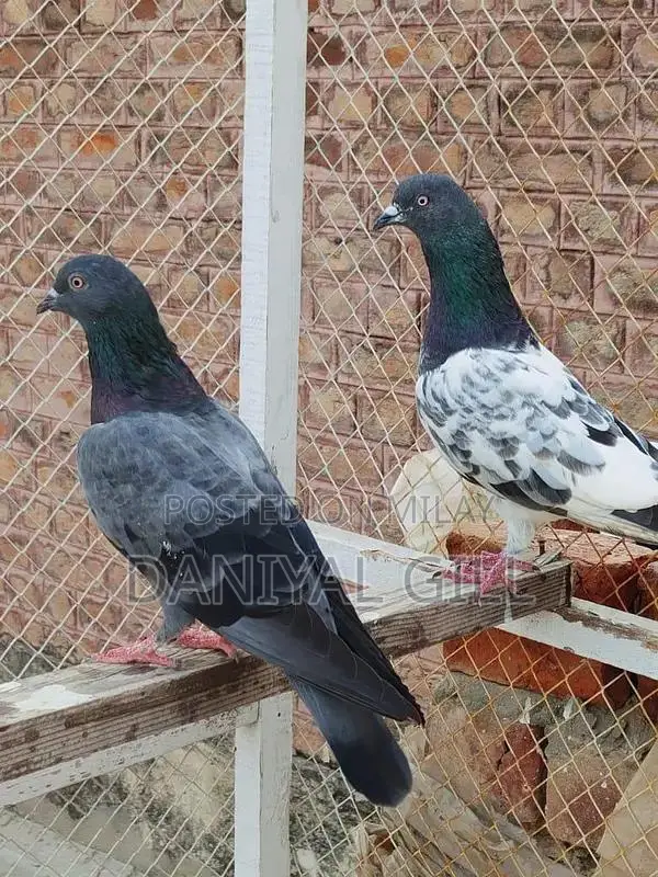 High flying  guaranteed male