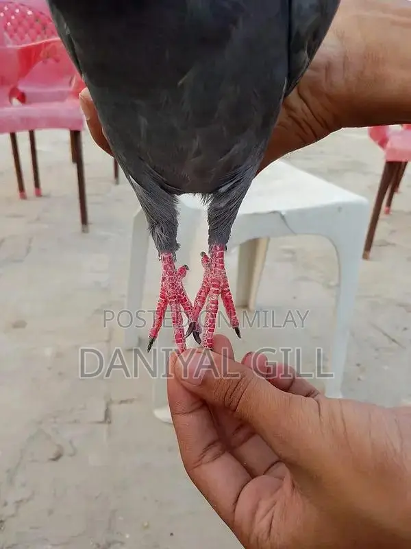 High flying  guaranteed male