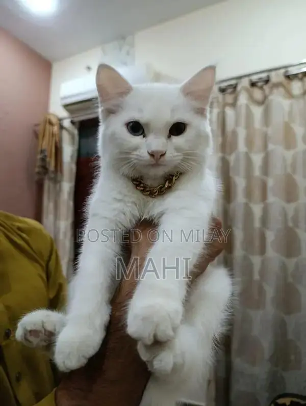 Pure White Persian Cat with Yellowish Green Eyes