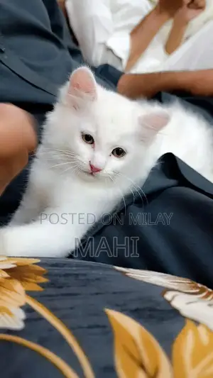 Pure White Persian Cat with Yellowish Green Eyes