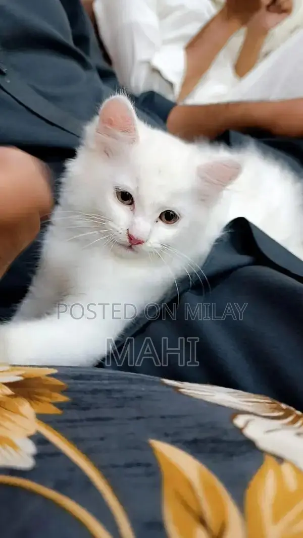 Pure White Persian Cat with Yellowish Green Eyes