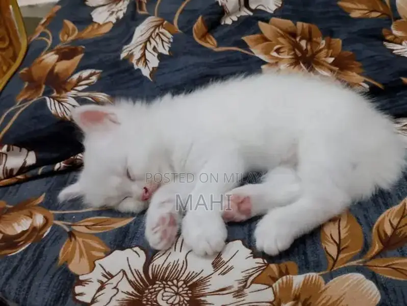 Pure White Persian Cat with Yellowish Green Eyes