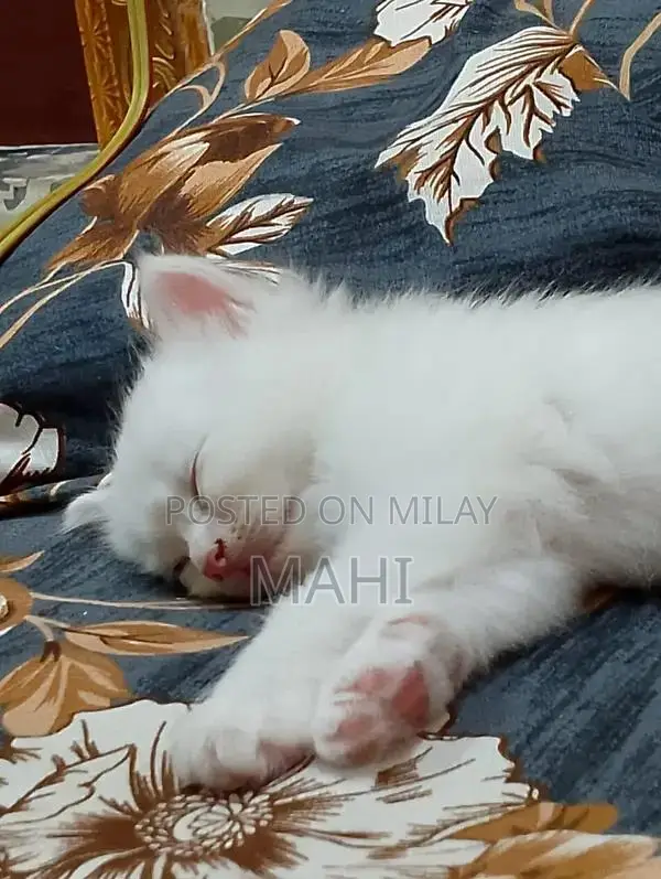 Pure White Persian Cat with Yellowish Green Eyes