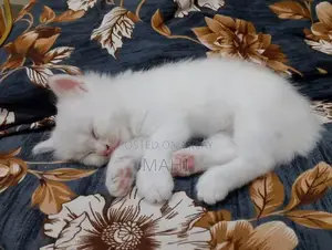 Pure White Persian Cat with Yellowish Green Eyes
