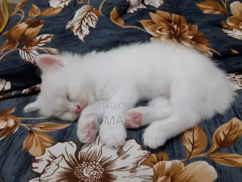 Pure White Persian Cat with Yellowish Green Eyes