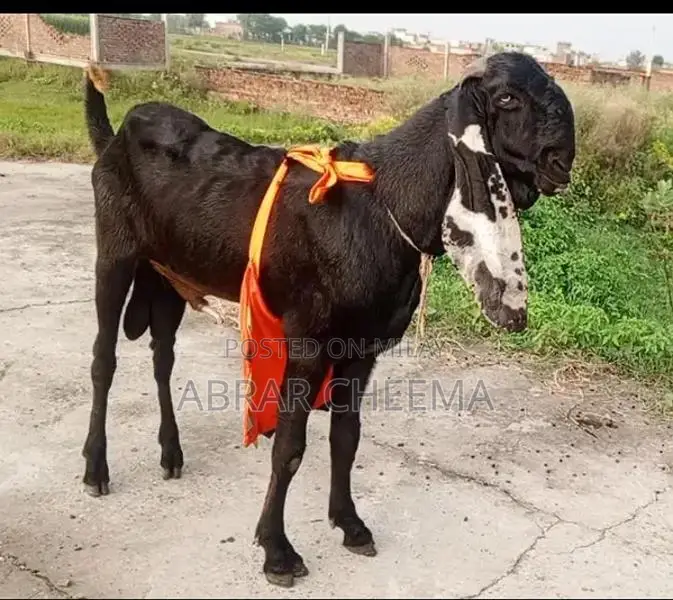 Purebred Elite Pedigree Buck Goat for Breeding