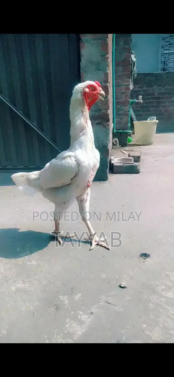 O Shamo Paper White Female Chicken, 18 Months Old