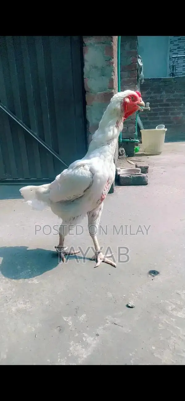 O Shamo Paper White Female Chicken, 18 Months Old
