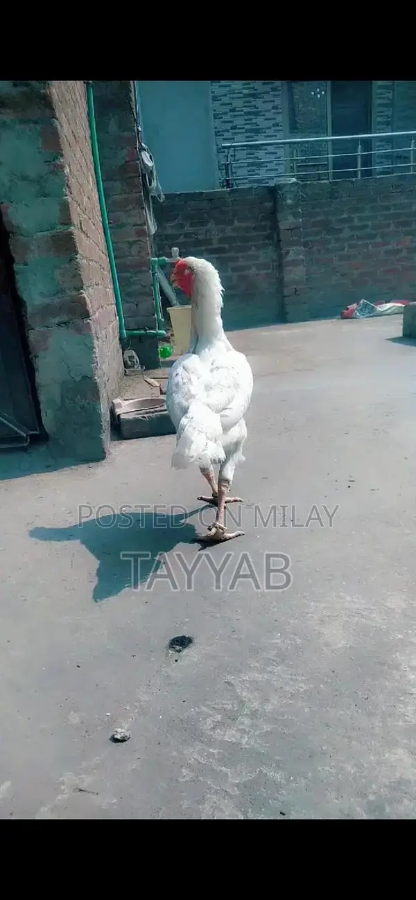 O Shamo Paper White Female Chicken, 18 Months Old