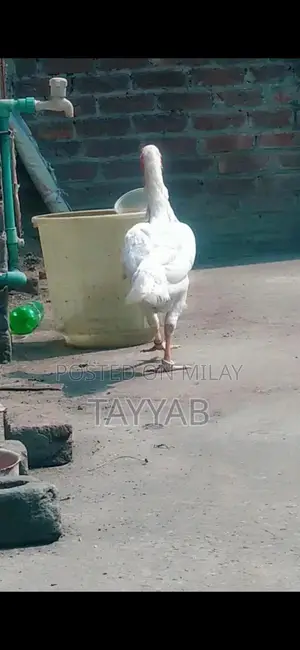 O Shamo Paper White Female Chicken, 18 Months Old