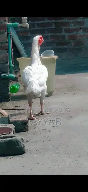 O Shamo Paper White Female Chicken, 18 Months Old