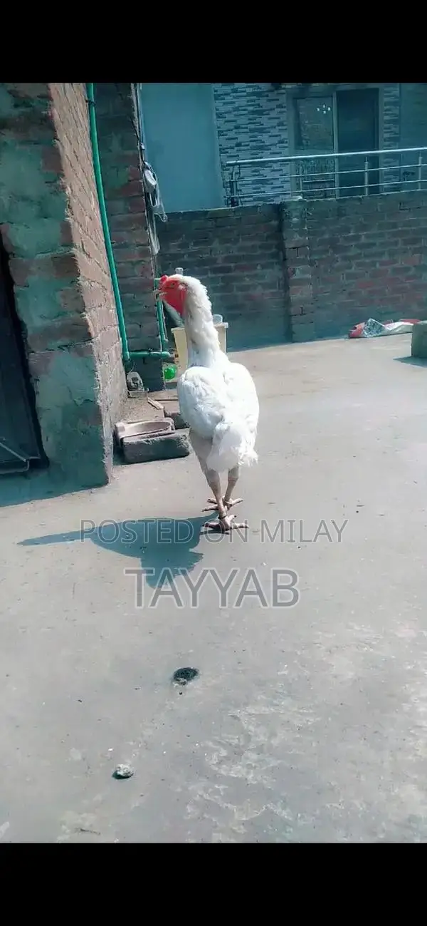 O Shamo Paper White Female Chicken, 18 Months Old