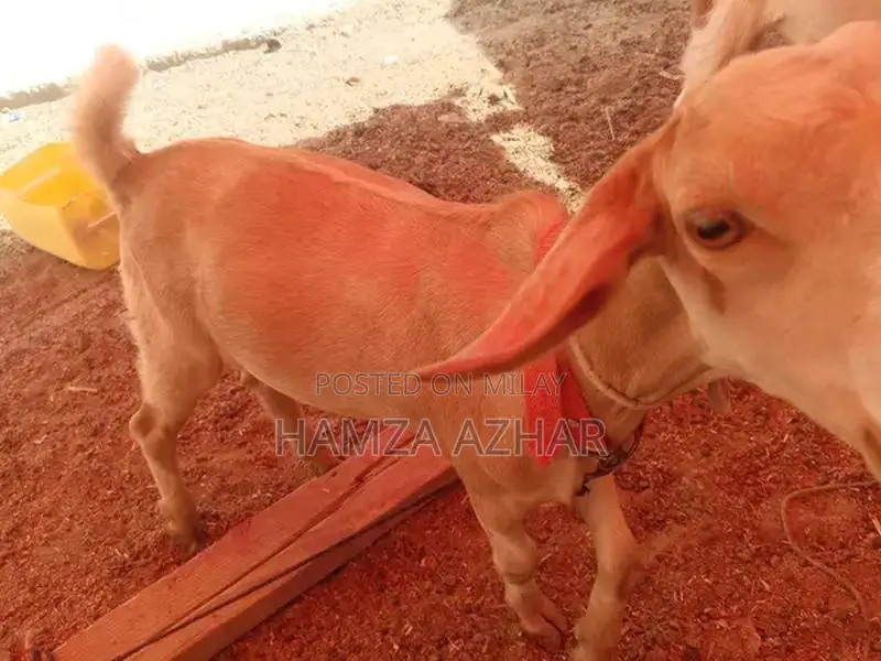 Young Healthy 8-Month-Old Male Goat - Perfect for Farm or Breeding