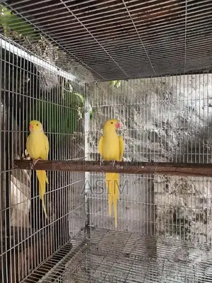 Photo - Breeding Pair of Exotic Birds or Poultry