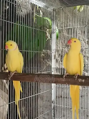 Breeding Pair of Exotic Birds or Poultry