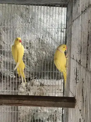 Breeding Pair of Exotic Birds or Poultry