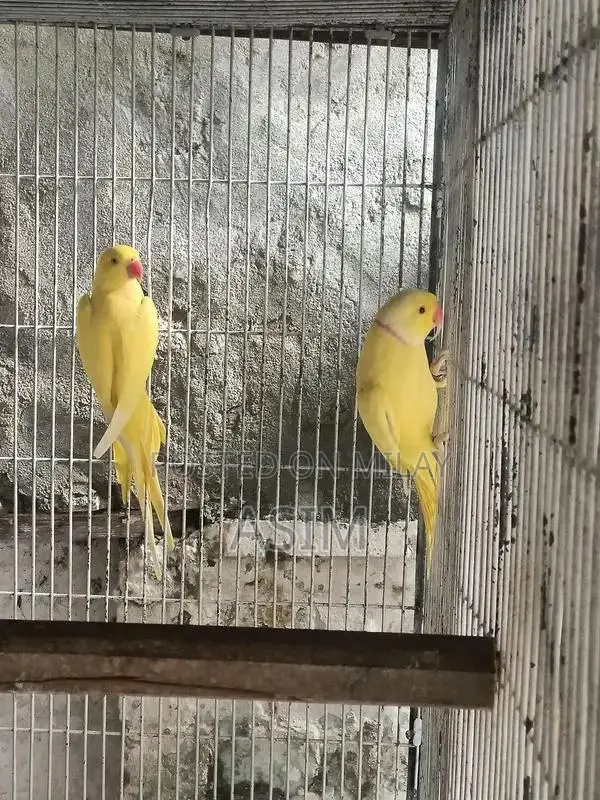 Breeding Pair of Exotic Birds or Poultry