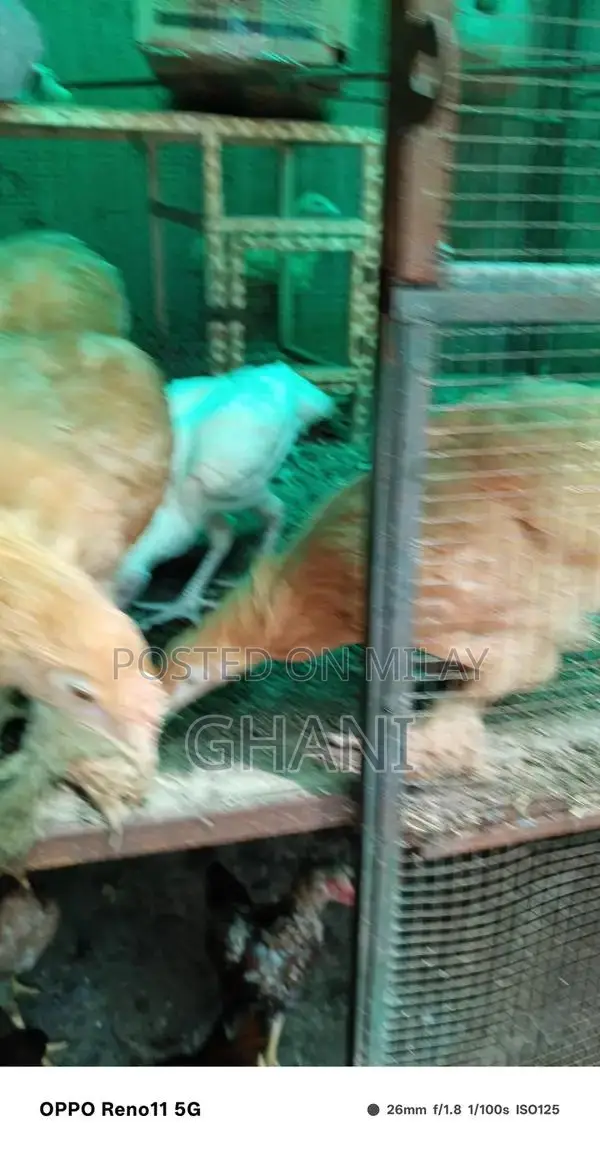 Golden Buff Chicken Feed - Premium Poultry Nutrition