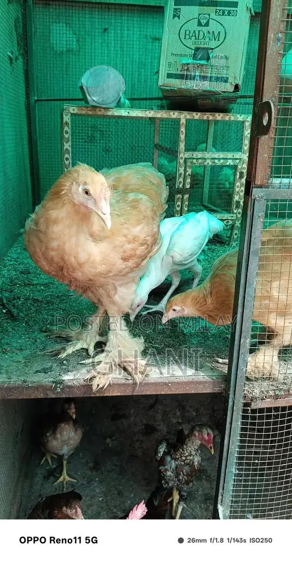 Golden Buff Chicken Feed - Premium Poultry Nutrition