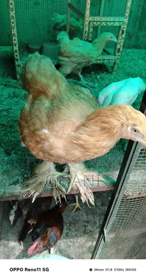 Golden Buff Chicken Feed - Premium Poultry Nutrition