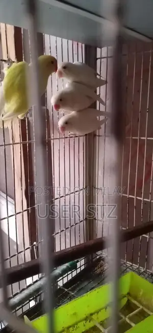 Photo - Lovebird Breeder Pairs - Healthy Companion Birds