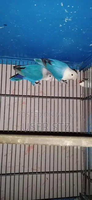 Lovebird Breeder Pairs - Healthy Companion Birds