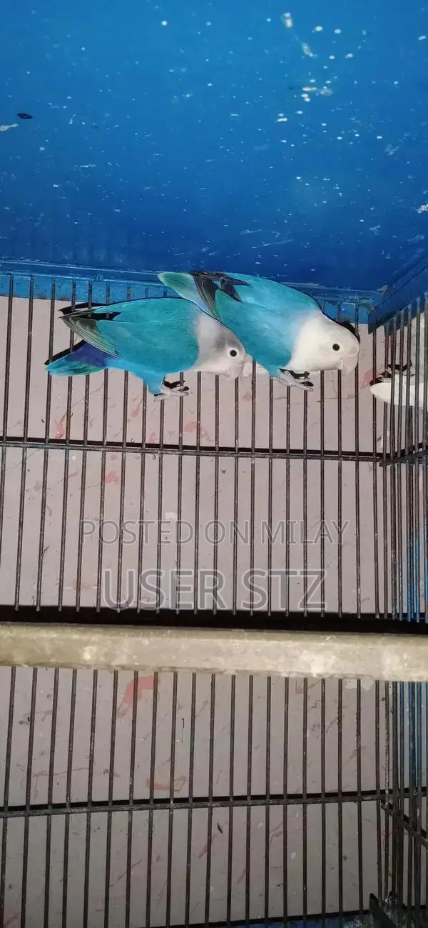 Lovebird Breeder Pairs - Healthy Companion Birds