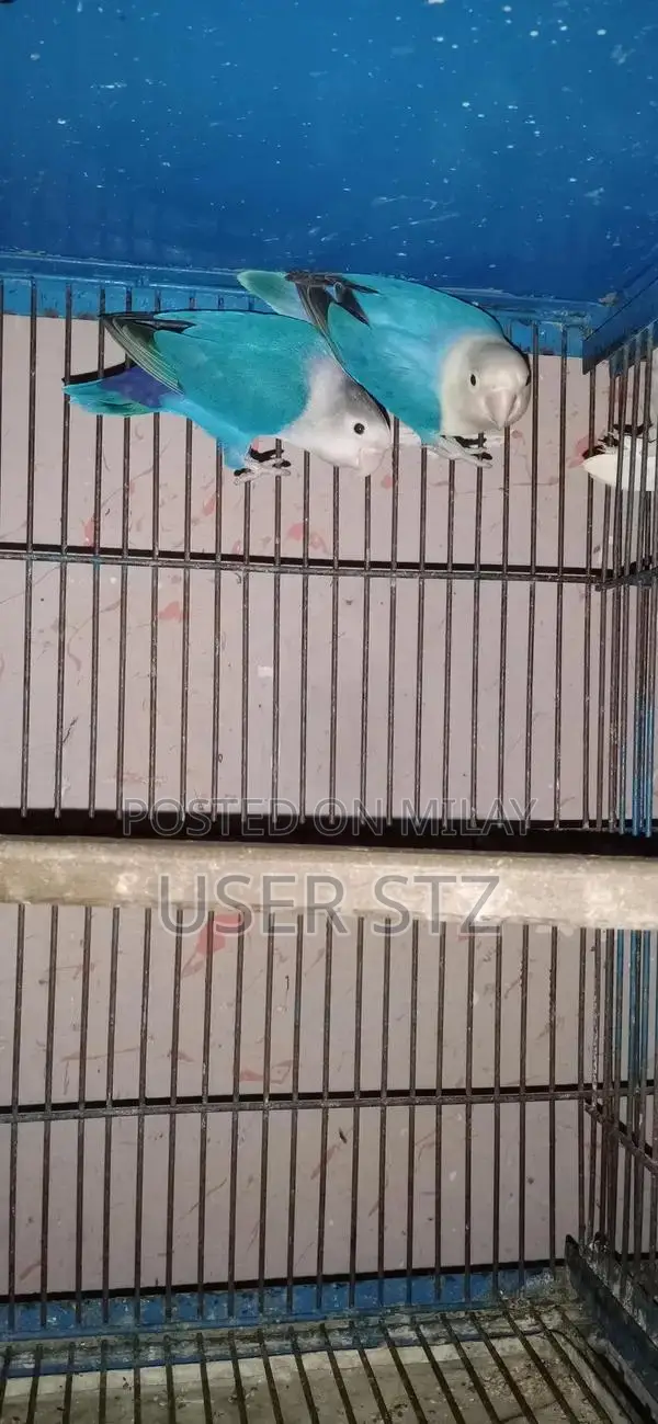 Lovebird Breeder Pairs - Healthy Companion Birds