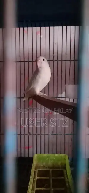 Lovebird Breeder Pairs - Healthy Companion Birds