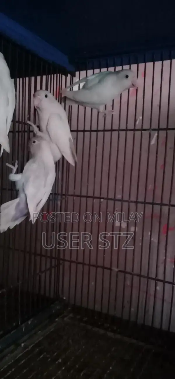 Lovebird Breeder Pairs - Healthy Companion Birds