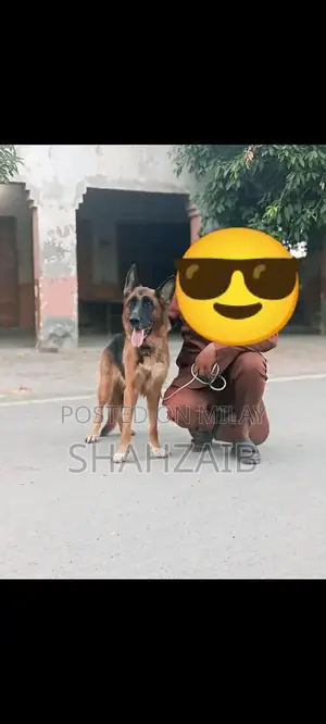 Photo - Female German Shepherd Purebred Breeder Dog