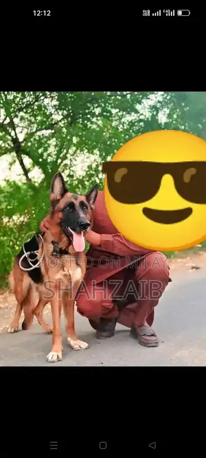 Female German Shepherd Purebred Breeder Dog