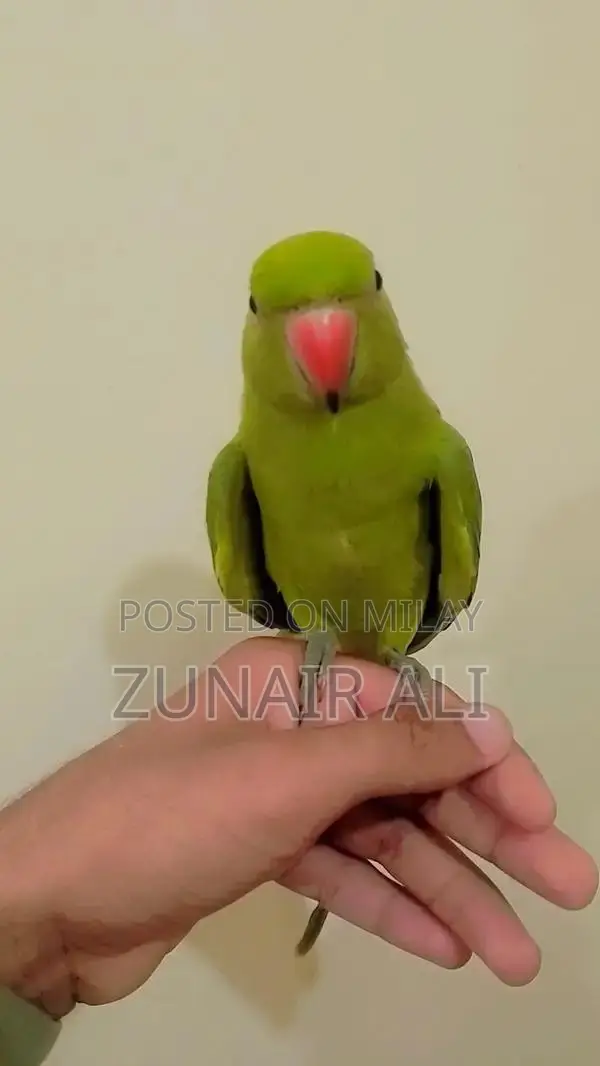 Green Ringneck Parrot - Hand Tame, Male and Female Available