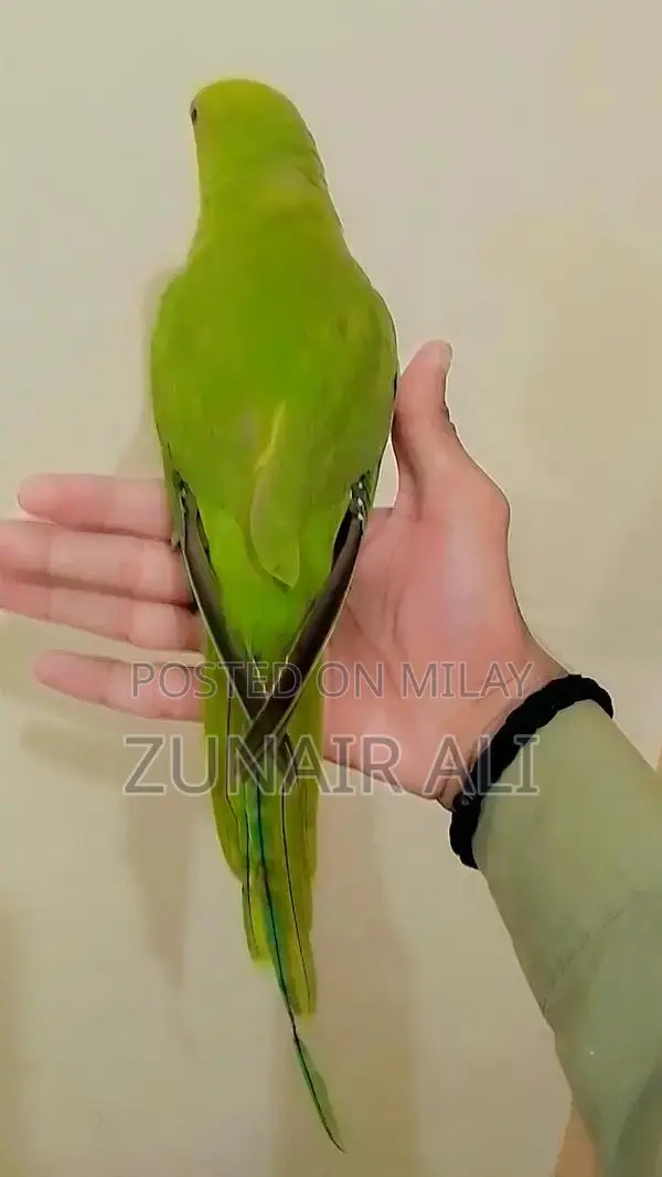Green Ringneck Parrot - Hand Tame, Male and Female Available