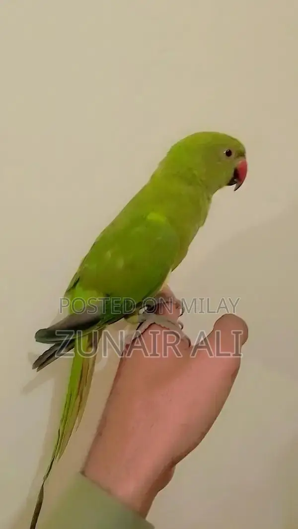 Green Ringneck Parrot - Hand Tame, Male and Female Available