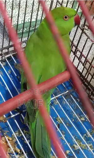 Photo - Healthy Active Male Green Parrot - Energetic Companion Bird